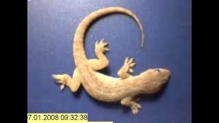 Time lapse  whole gecko eaten by ants in just a few hours [upl. by Aliled]