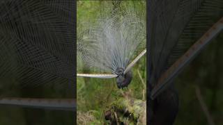 Dancing lyrebird with sing lyrebird wildlife forestbirdsong nature birds photography [upl. by Suoiluj]