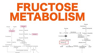 Fructose Metabolism [upl. by Baptista155]