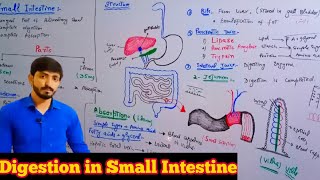 Digestion in small intestine  Bile and pancreatic juice  Biology 9th  Chapter 8 nutrition [upl. by Rashidi]