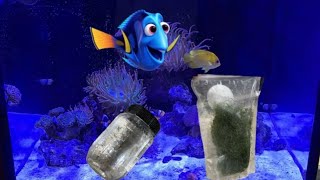 Redsea Reefer MAX 170 G2 update Copepod and Refugium tank and new fish [upl. by Mrots]