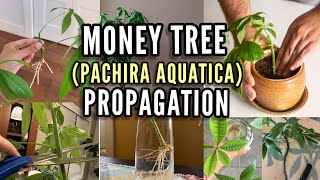 How to Propagate a Money Tree [upl. by Ramonda328]