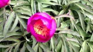 Peony Chameleon  wwwpeonyshopcom [upl. by Adabel]