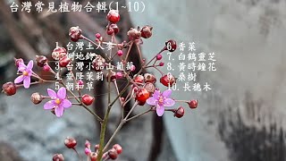 台灣常見植物合輯 110 [upl. by Eedyaj]