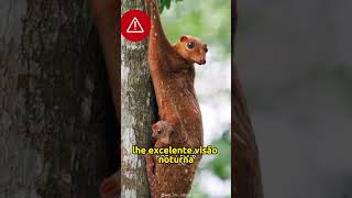 COLUGO O BICHINHO QUE VOA SHORTS [upl. by Ertha857]