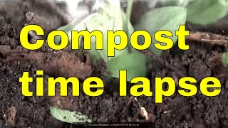 Composting time lapse from inside a compost bin Soil Cam  worms woodlice amp roots growing [upl. by Bonilla]