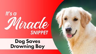 Dog Saves Drowning Boy  Its a Miracle Snippet [upl. by Nrek]