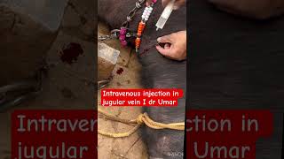 Intravenous injection in jugular vein l dr Umar khan [upl. by Sacken839]