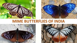 Mime Butterflies of India 🇮🇳  Butterflies  Indian Insects [upl. by Bunker]