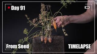 🥕 CARROT Growing from Seed Time Lapse  90 Days [upl. by Nnylrefinnej839]