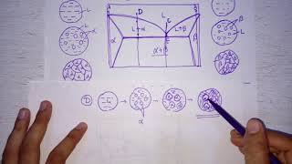 Lecture 17 Microstructures on eutectic and eutectoid phase diagram [upl. by Hsuk]