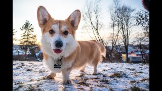 Consejos de cuidado para perros Welsh Corgi Pembroke [upl. by Selinda]