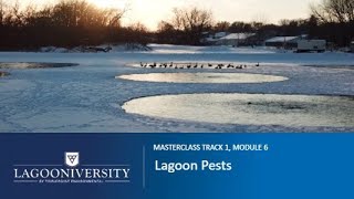 Lagoon Masterclass Track 1 Module 6 Lagoon Pests [upl. by Sinned]