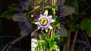 My first Passiflora Caerulea flower of the year [upl. by Pickens]