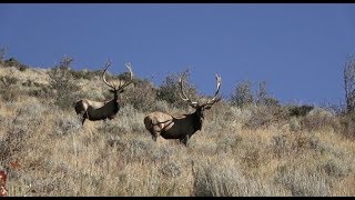 20 Trophy Elk Kill Shots with White Peaks Outfitters Idaho [upl. by Fitzhugh181]