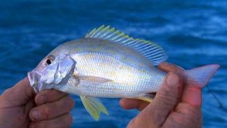 Key Largo Florida Fishing for Patch Reef Snapper Fun for Kids [upl. by Sundin]