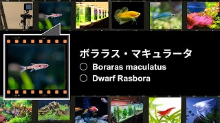 ボララス・マキュラータ／Boraras maculatus／Dwarf Rasbora [upl. by Uoliram]