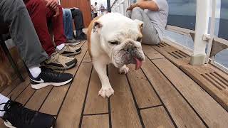 Dog Kennels aboard the QM2 [upl. by Meeker]