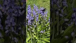 Pipevine Swallowtail butterflies [upl. by Ardnuasal338]