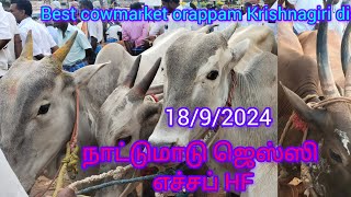 1892024biggest cowmarket orappamKrishnagiri district ஒரப்பும் மாட்டுசந்தை நாட்டுமாடு HF Jassi [upl. by Ardnac]