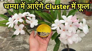 चम्पा के पोधे में आएँगे गुच्छों में फ़ूल  Plumeria From Cuttings  Champa Plant Care [upl. by Eelyrehc]