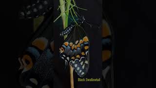 Black Swallowtail Butterfly Emerging from Her Chrysalis [upl. by Meridith]