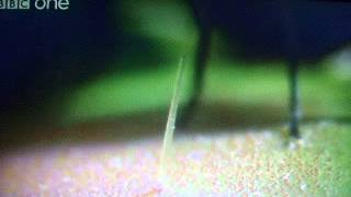 Venus Fly Trap Documentary [upl. by Grethel]