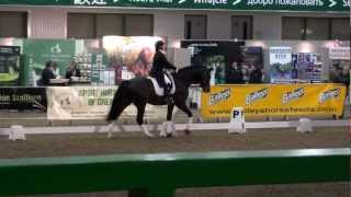 BBSH Stallion Event 2013  Keystone Rhondeo [upl. by Gardia]