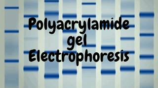 Polyacrylamide Gel Electrophoresis SDS PAGE [upl. by Aohsoj]