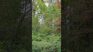 LIVE Soundscapes westB MA Woods Sleep Sounds etherkeither sleepmusic [upl. by Enialem]