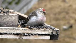 Hornemanns Hoary Redpoll in Northern Ontario [upl. by Xuaeb54]