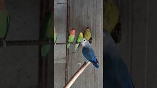 Cinguettio 🎶 o verso degli inseparabili🦜 fisher [upl. by Ymmij]