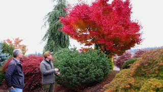 Japanese Maples [upl. by Enyamrahs]