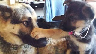 Super FUNNY ANIMAL VIDEOS  Watch and TRY NOT TO LAUGH [upl. by Dunson]