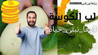 زراعة لب الكوسةشوف ازاى تزرع اللب الابيضمن البذرة للحصادenter and seeFrom seed to harvest [upl. by Lemon]