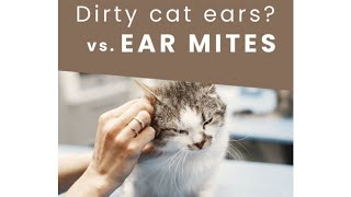 Dirty cat ears  vs ear mites [upl. by Amzaj]