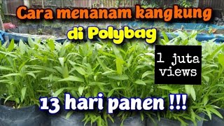 CARA MENANAM KANGKUNG DI POLYBAG AGAR CEPAT PANEN [upl. by Roane]