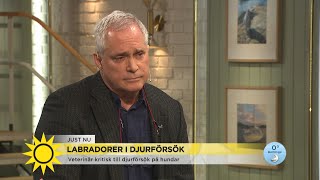 Labradorerna som avlivas fick tänderna utryckta quotBlir psykiskt knäcktaquot  Nyhetsmorgon TV4 [upl. by Ulphia933]