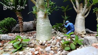 My Desert Rose Forest Show Prep Part 2 The Bonsai Zone Sept 2023 [upl. by Laurinda]