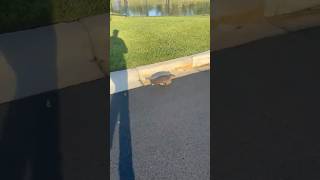 Turtle running [upl. by Enitsej]