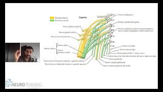 PLEXO LUMBOSACRO ANATOMIA FACIL [upl. by Tyre780]