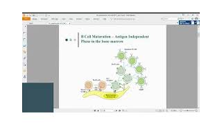 Immunology Lecture Series 30 B cell maturation and activation Part 1 [upl. by Wester]