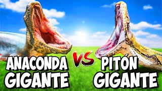 Anaconda Gigante VS Pitón Gigante [upl. by Arihaj]