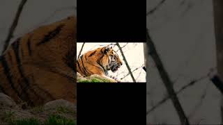 Amazing Tiger Roaring clip  tiger roar tigerlovers [upl. by Orihakat]