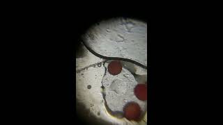 Foldscope Visualization of pollen grains of Hibiscus rosasinensis China rose [upl. by Clarice]