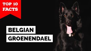 Belgian Groenendael  Top 10 Facts [upl. by Phares]