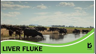 Liver Fluke Discussion  South Africa [upl. by Rahs]