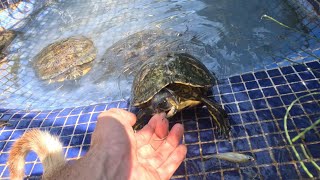 Me muerde una tortuga de agua cuando estaba dándoles de comer😭😭 [upl. by Noyar]