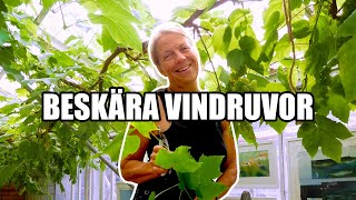 Beskära vindruvor  Kosters Trädgårdar [upl. by Letsirk]