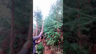 Removing Lower Branches Of Cunninghamia Trees satisfying short [upl. by Irene872]